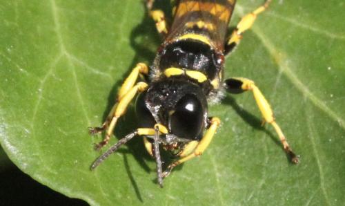 Réf. 348 028 : Ectemnius cephalotes